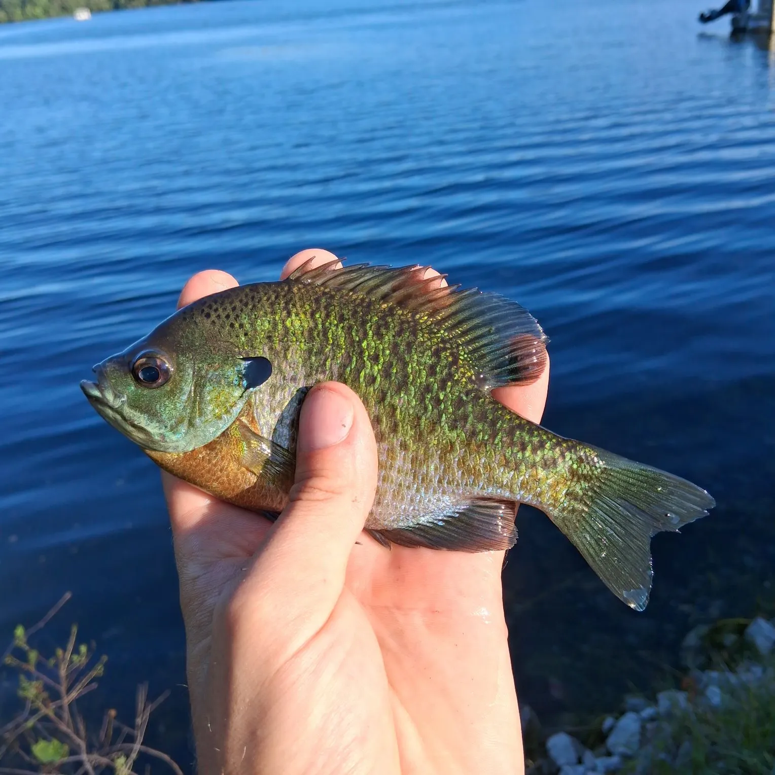 Bluegill caught on Fishbrain