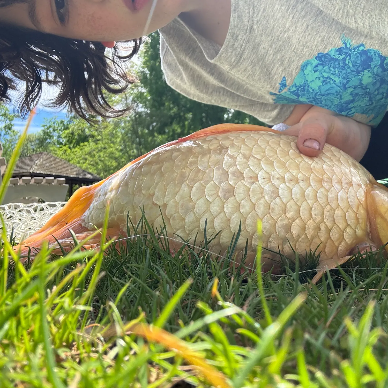 The most recent Goldfish catches on Fishbrain