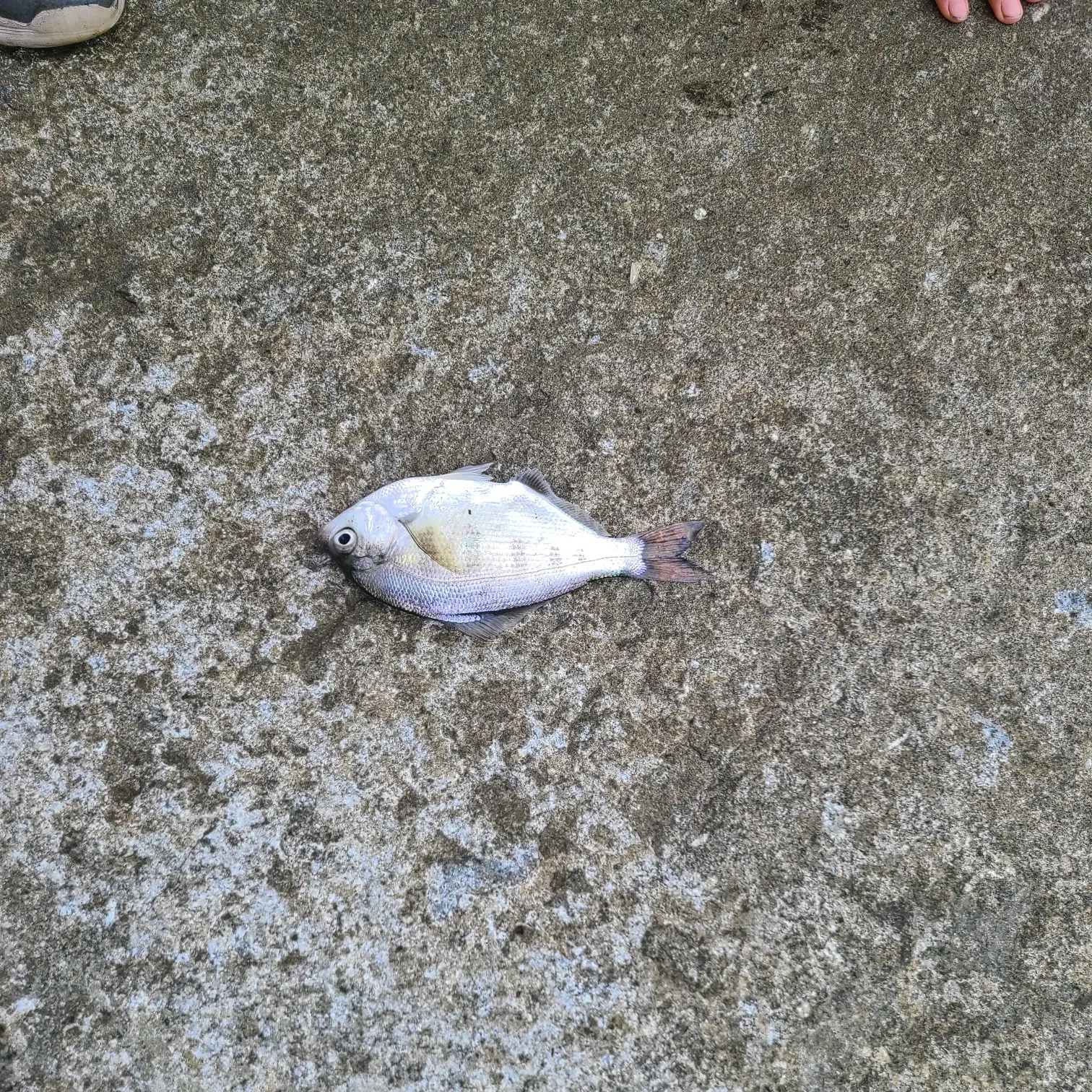 The most recent Redtail surfperch catches on Fishbrain