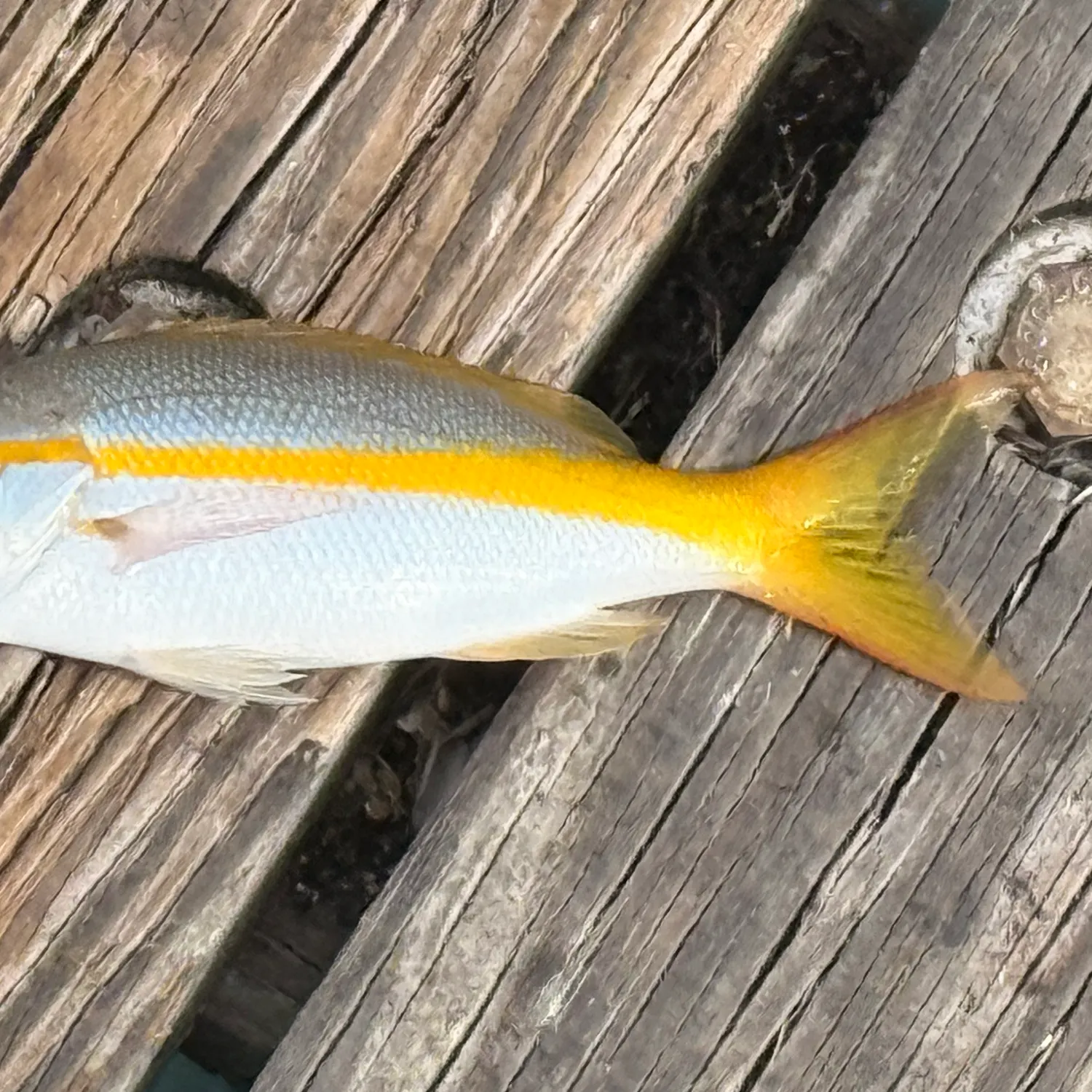 Yellowtail snapper caught on Fishbrain