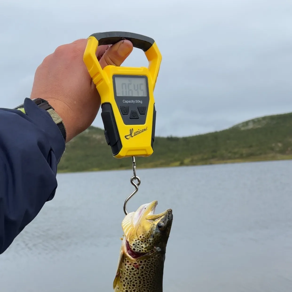 Brown trout caught on Fishbrain