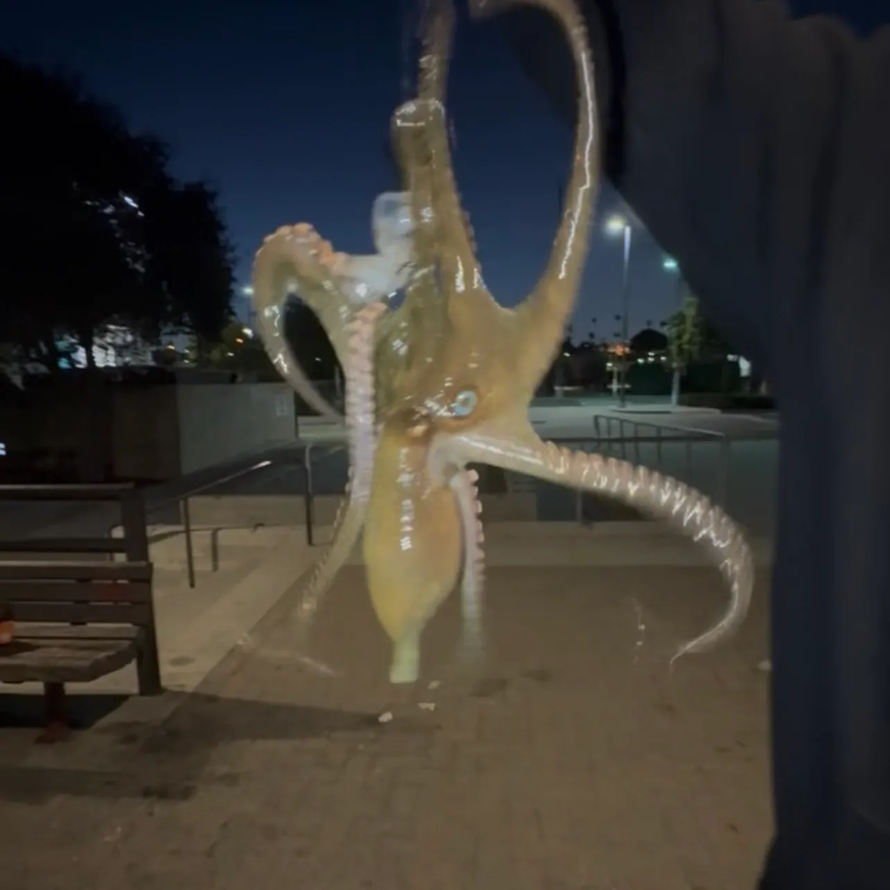 The most recent California two-spot octopus catches on Fishbrain