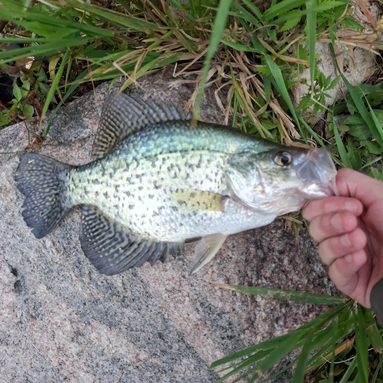 White crappie caught on Fishbrain