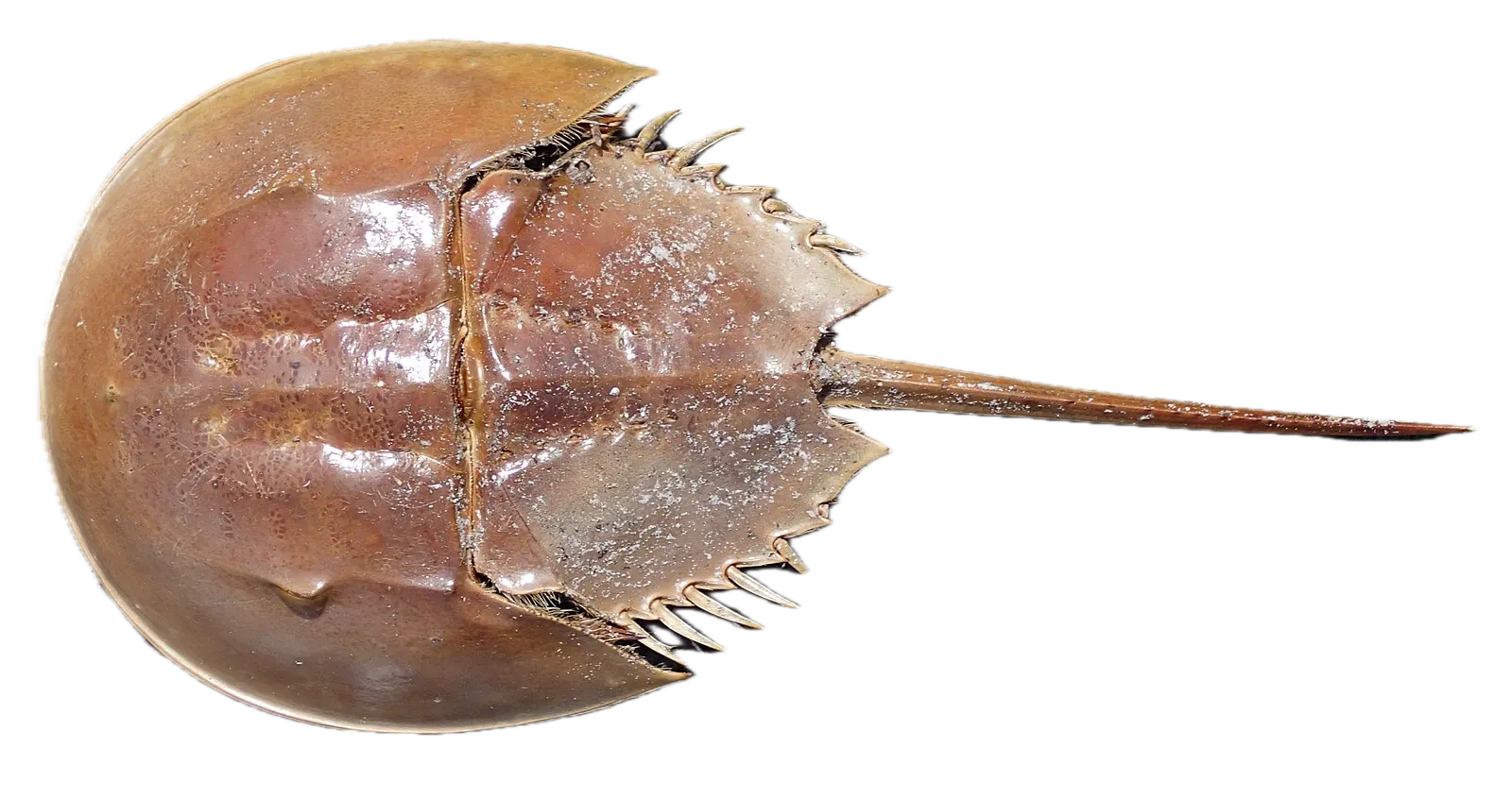 Atlantic horseshoe crab