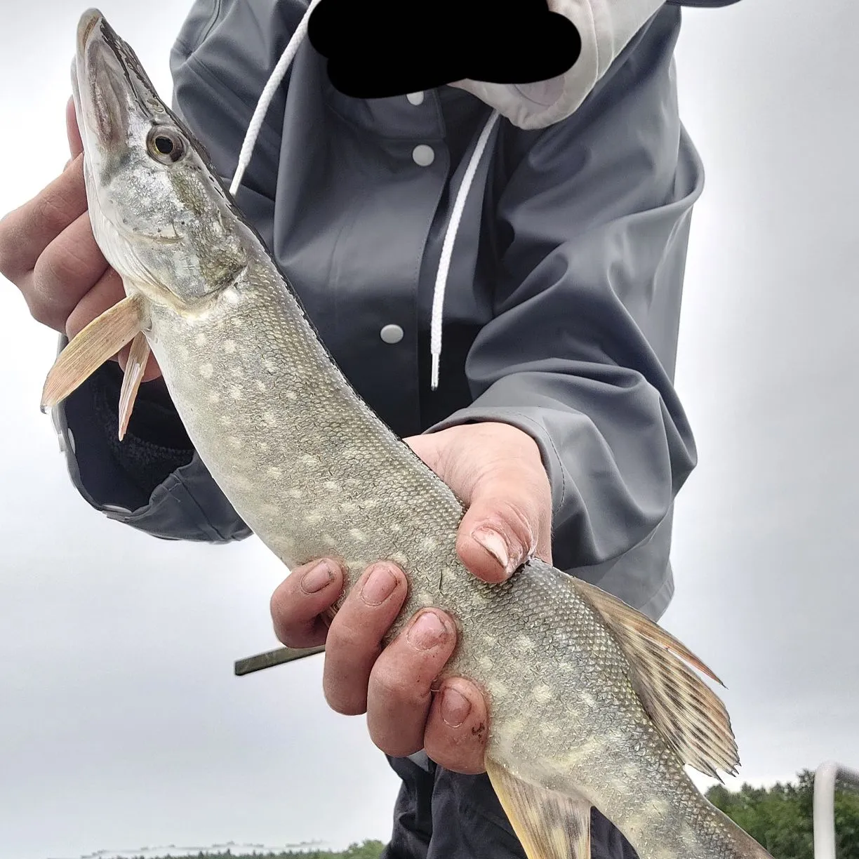 Northern pike caught on Fishbrain