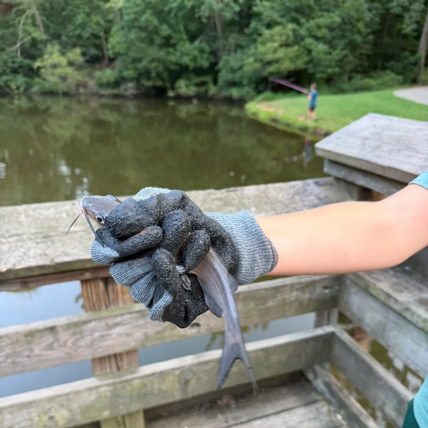 Channel catfish caught on Fishbrain