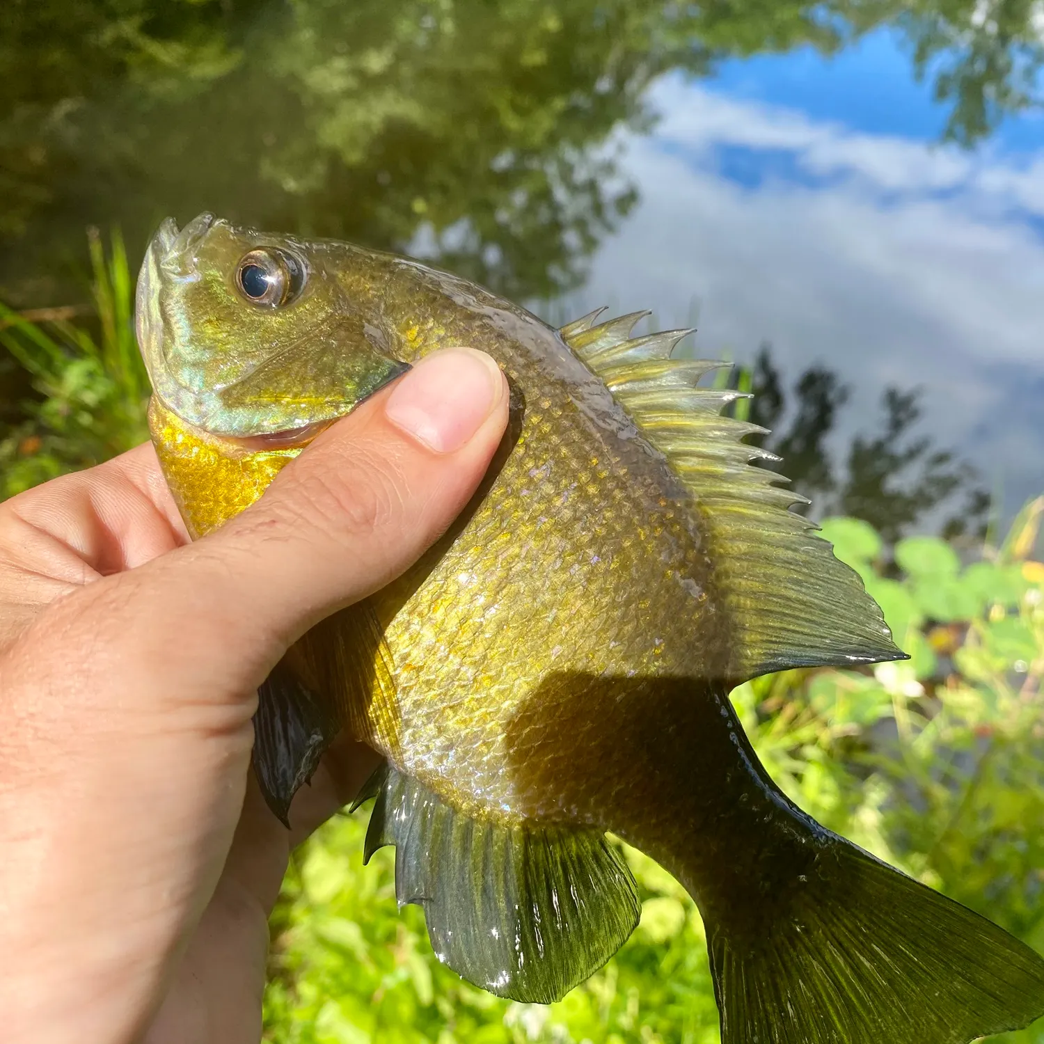 Bluegill caught on Fishbrain