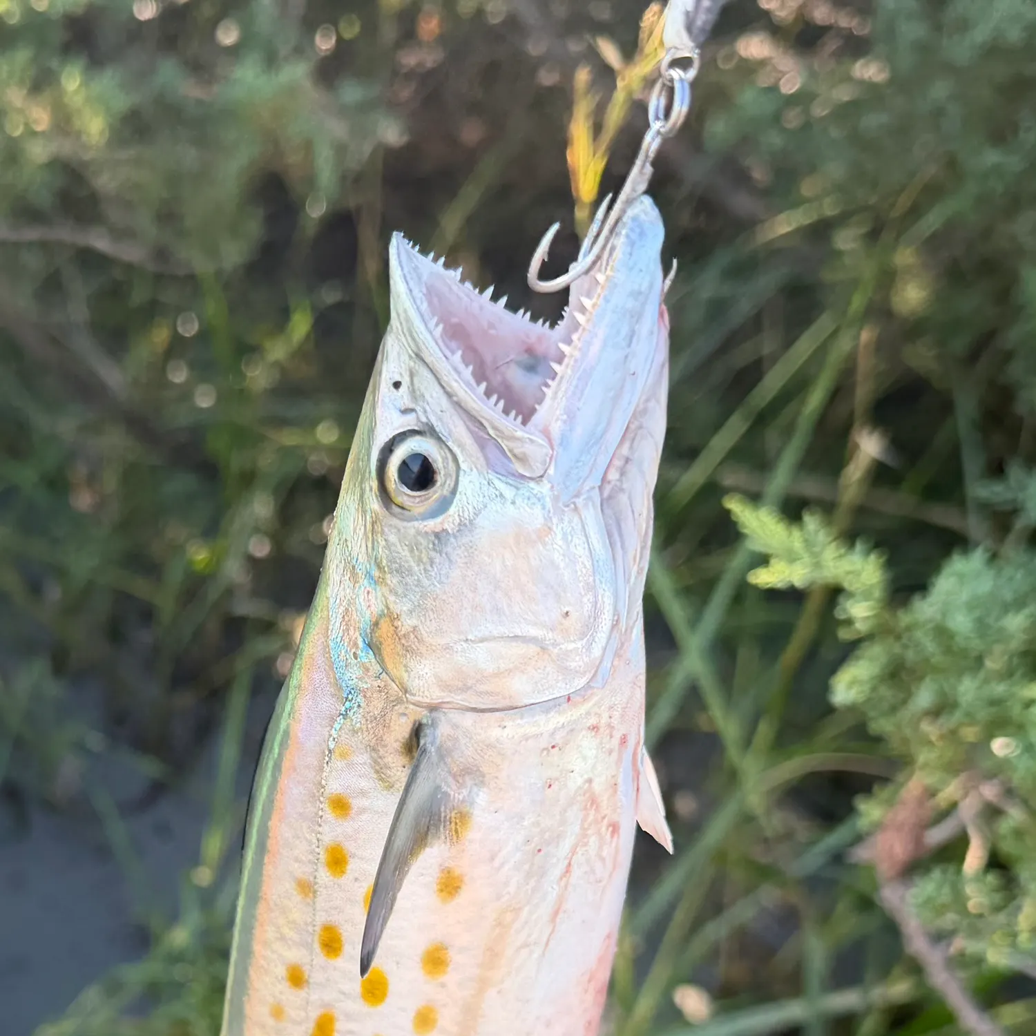 Spanish mackerel caught on Fishbrain