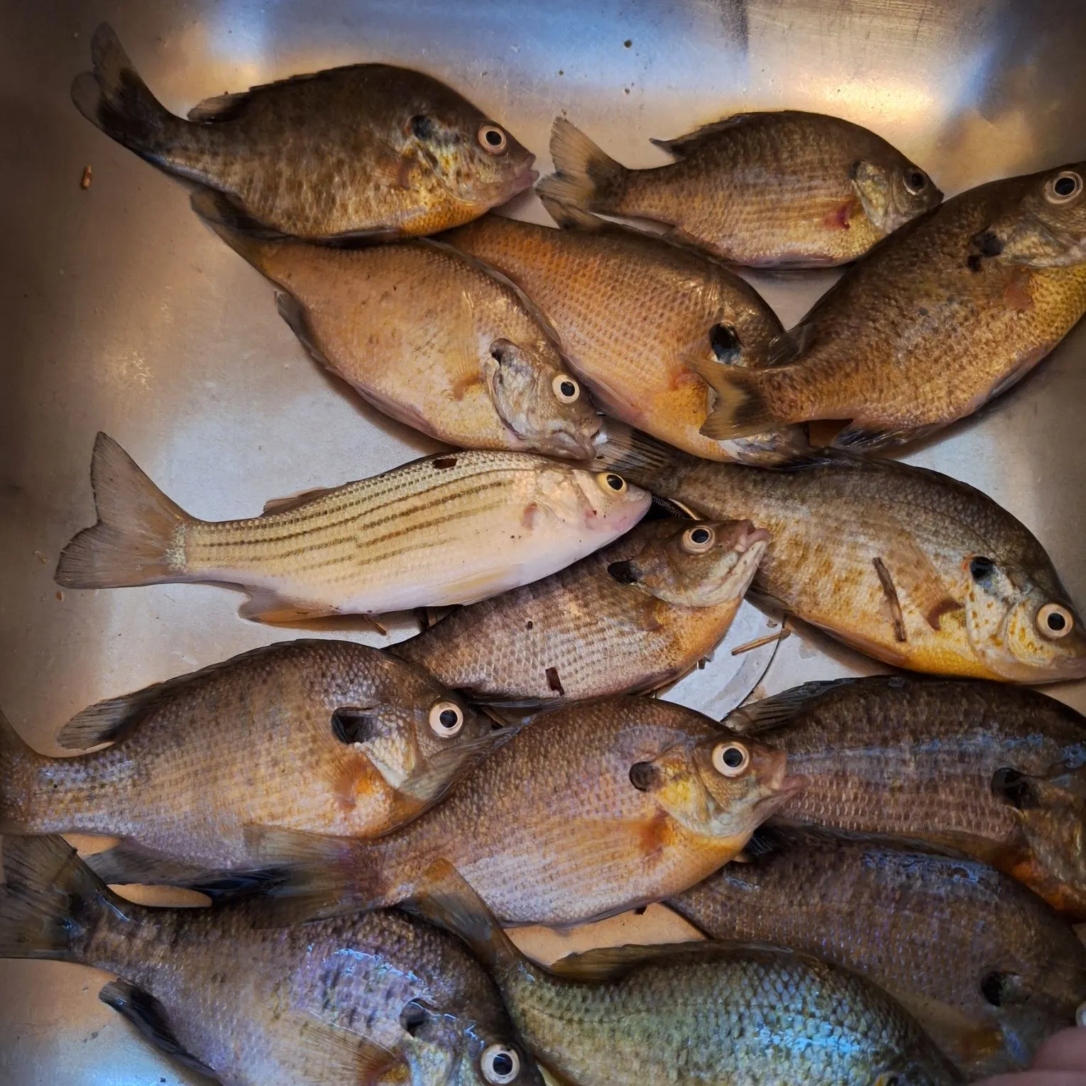 recently logged catches