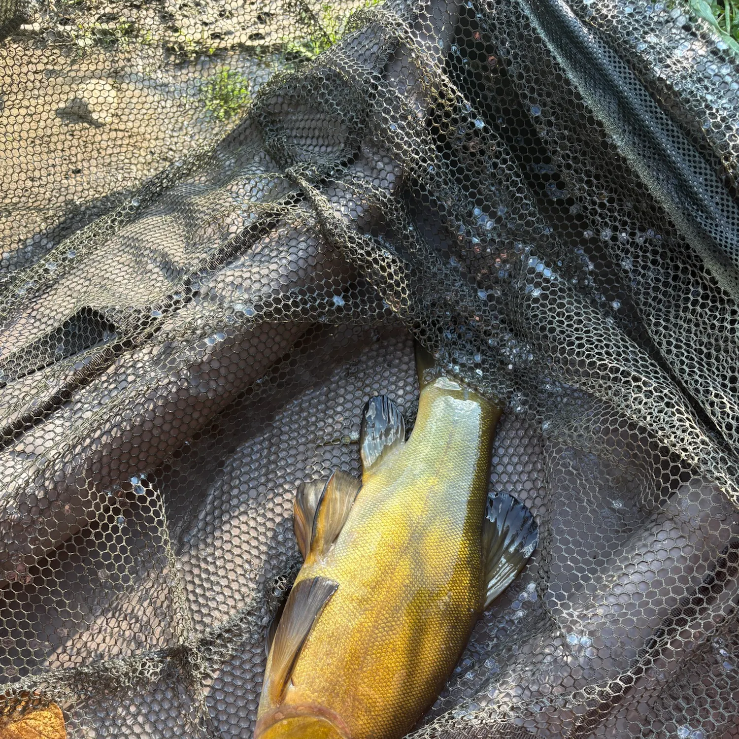 The most recent Tench catches on Fishbrain