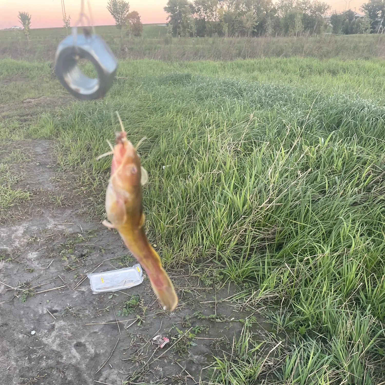 Brown bullhead caught on Fishbrain