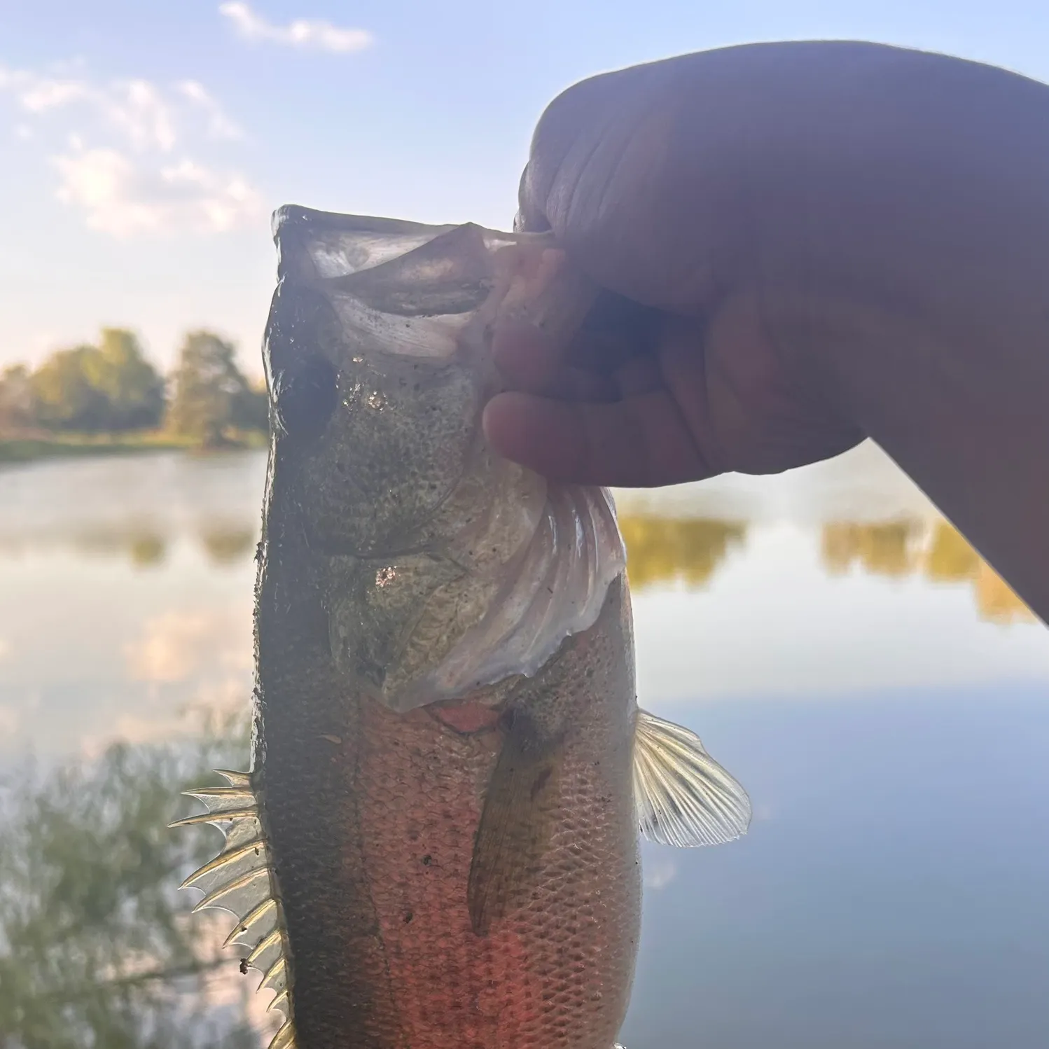 Largemouth bass caught on Fishbrain