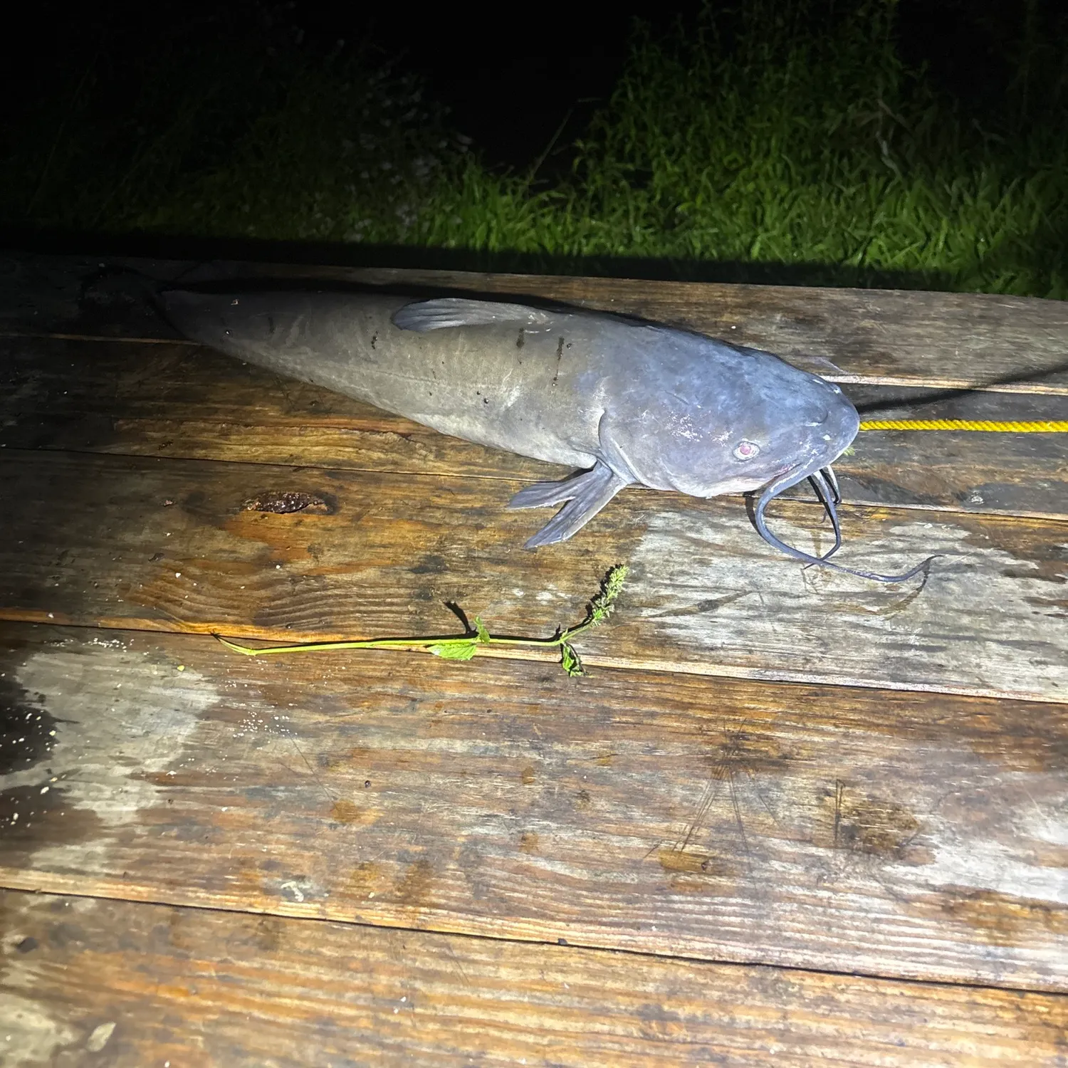 White bullhead caught on Fishbrain