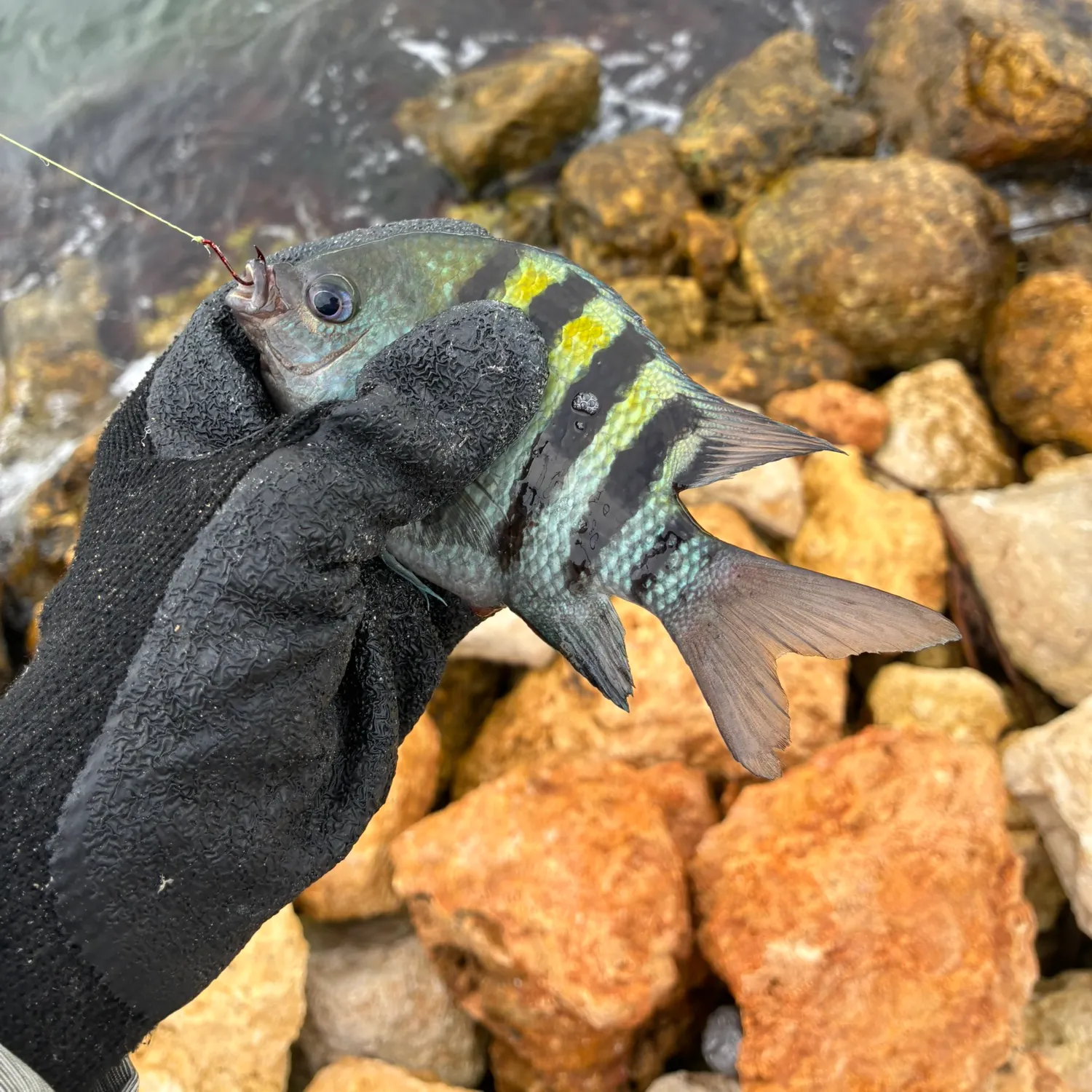 The most recent Panamic sergeant major catches on Fishbrain