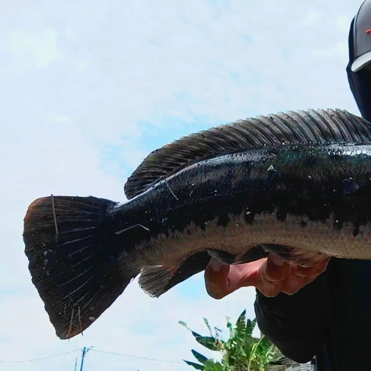 The most recent Indonesian snakehead catches on Fishbrain