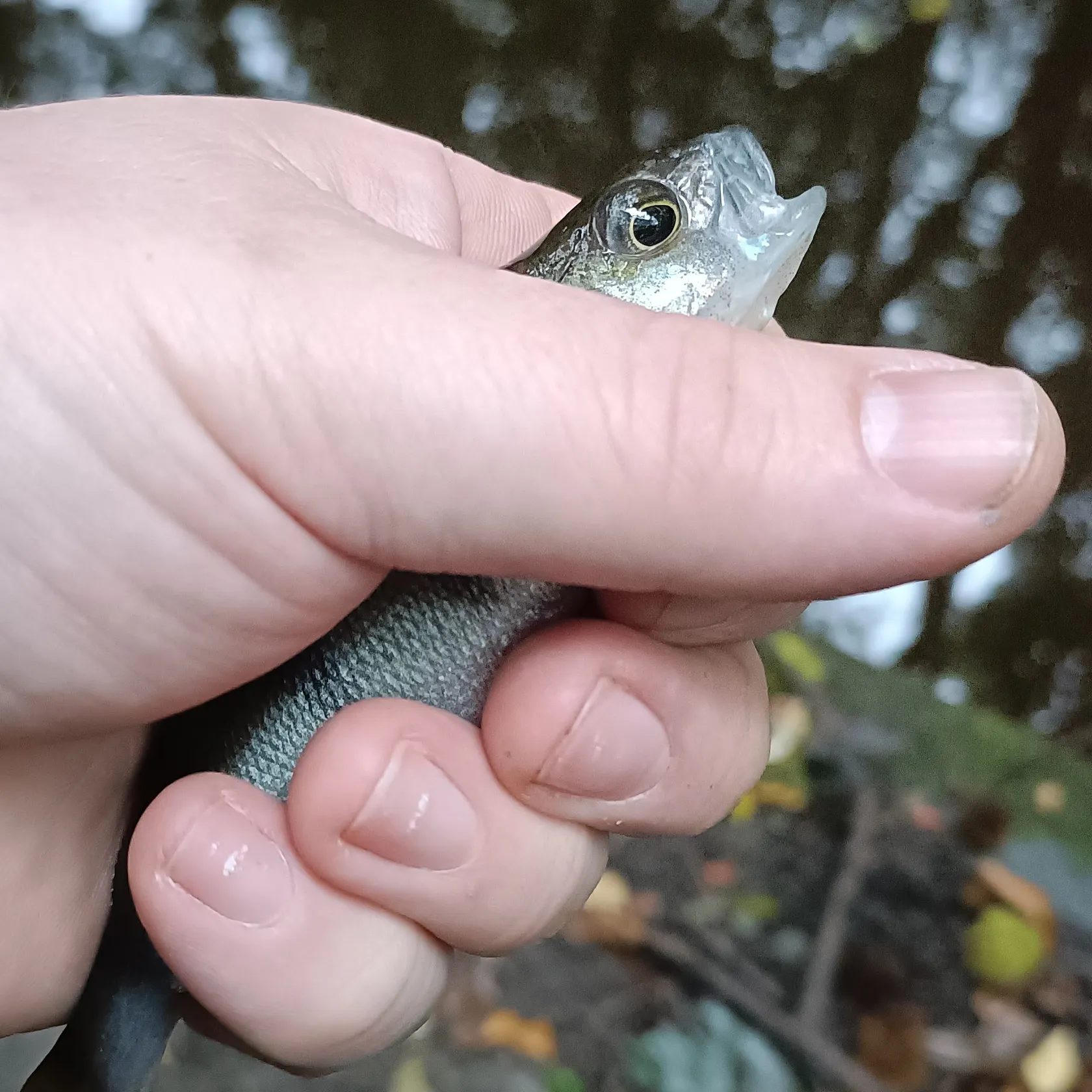 European perch caught on Fishbrain