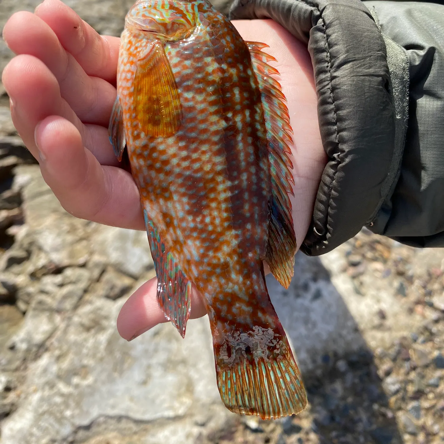 Ballan wrasse caught on Fishbrain
