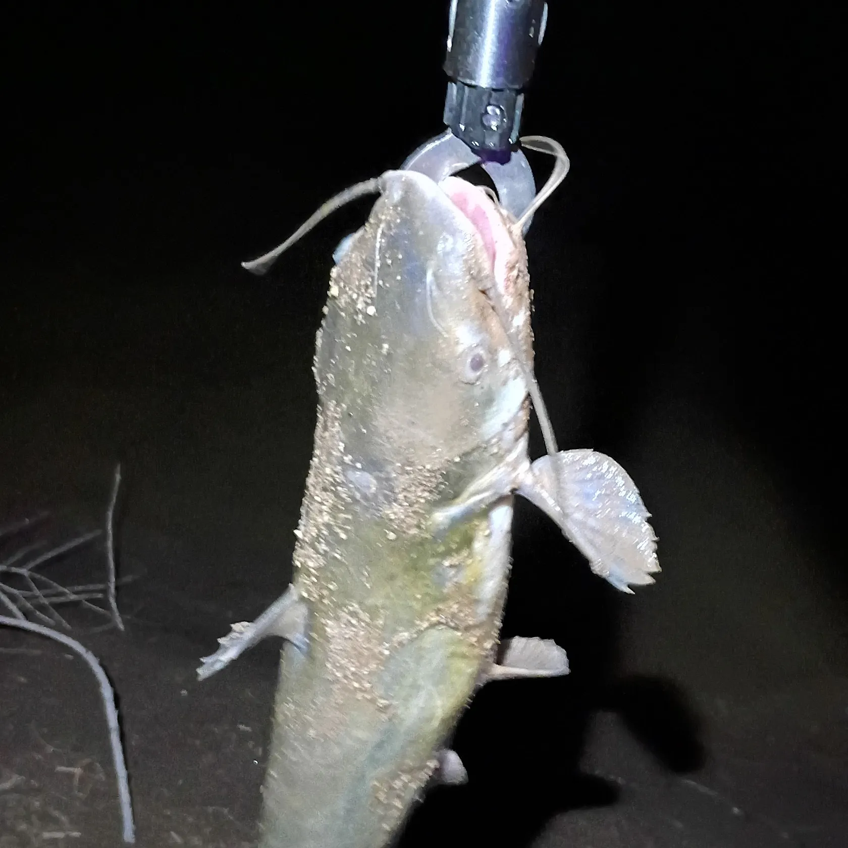 Channel catfish caught on Fishbrain