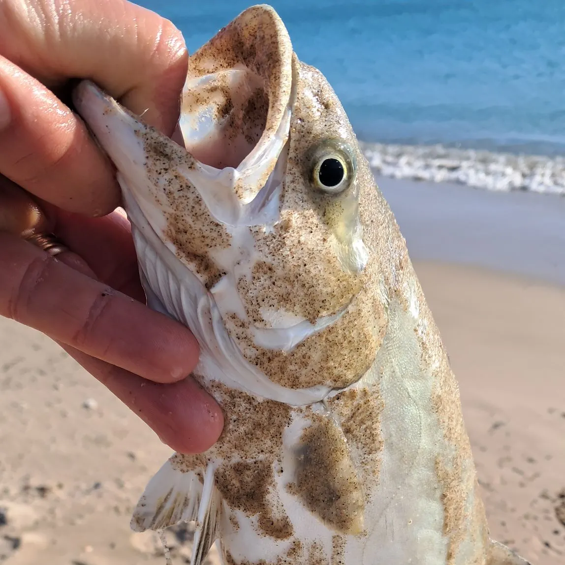 The most popular recent Leerfish catch on Fishbrain