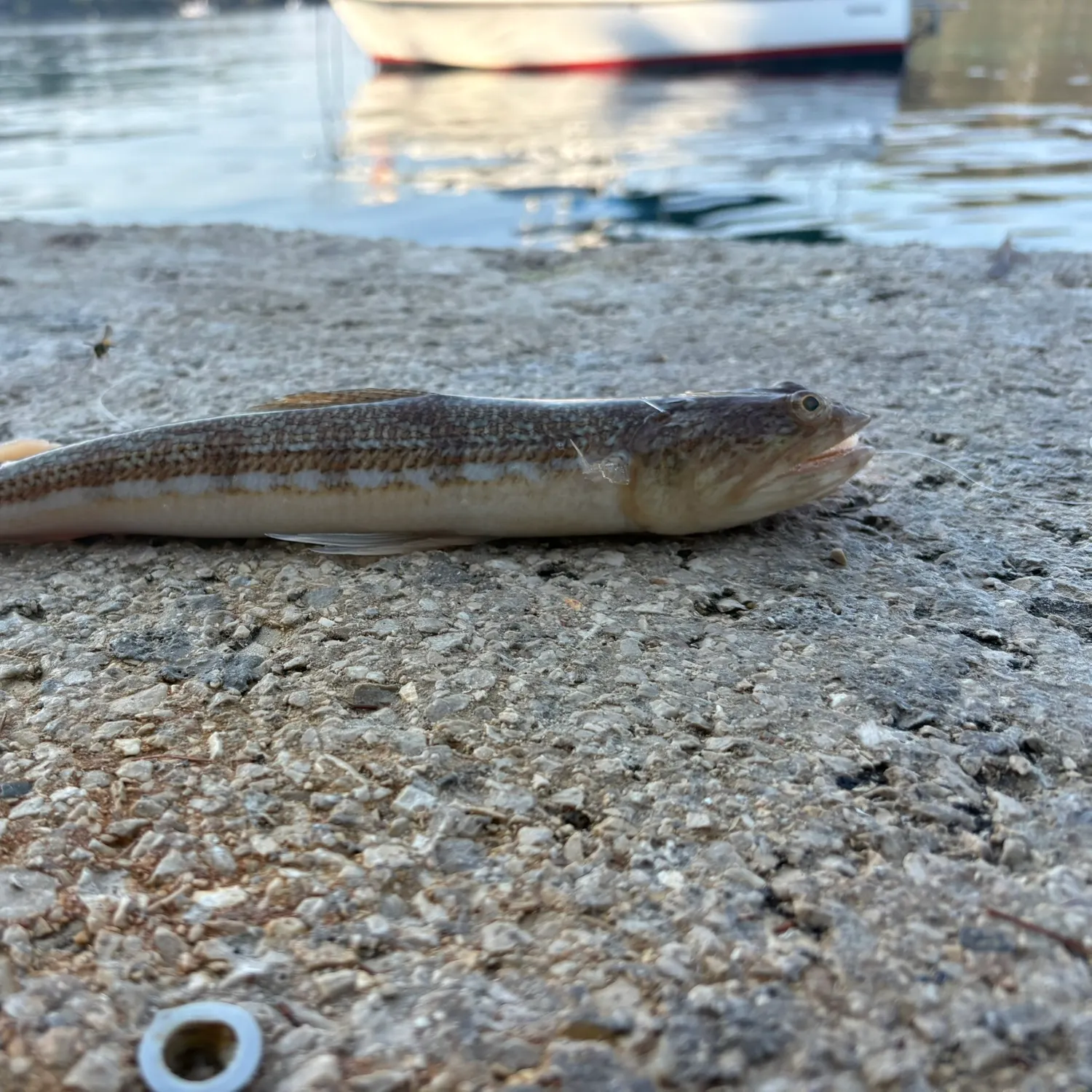 The most recent Atlantic lizardfish catches on Fishbrain