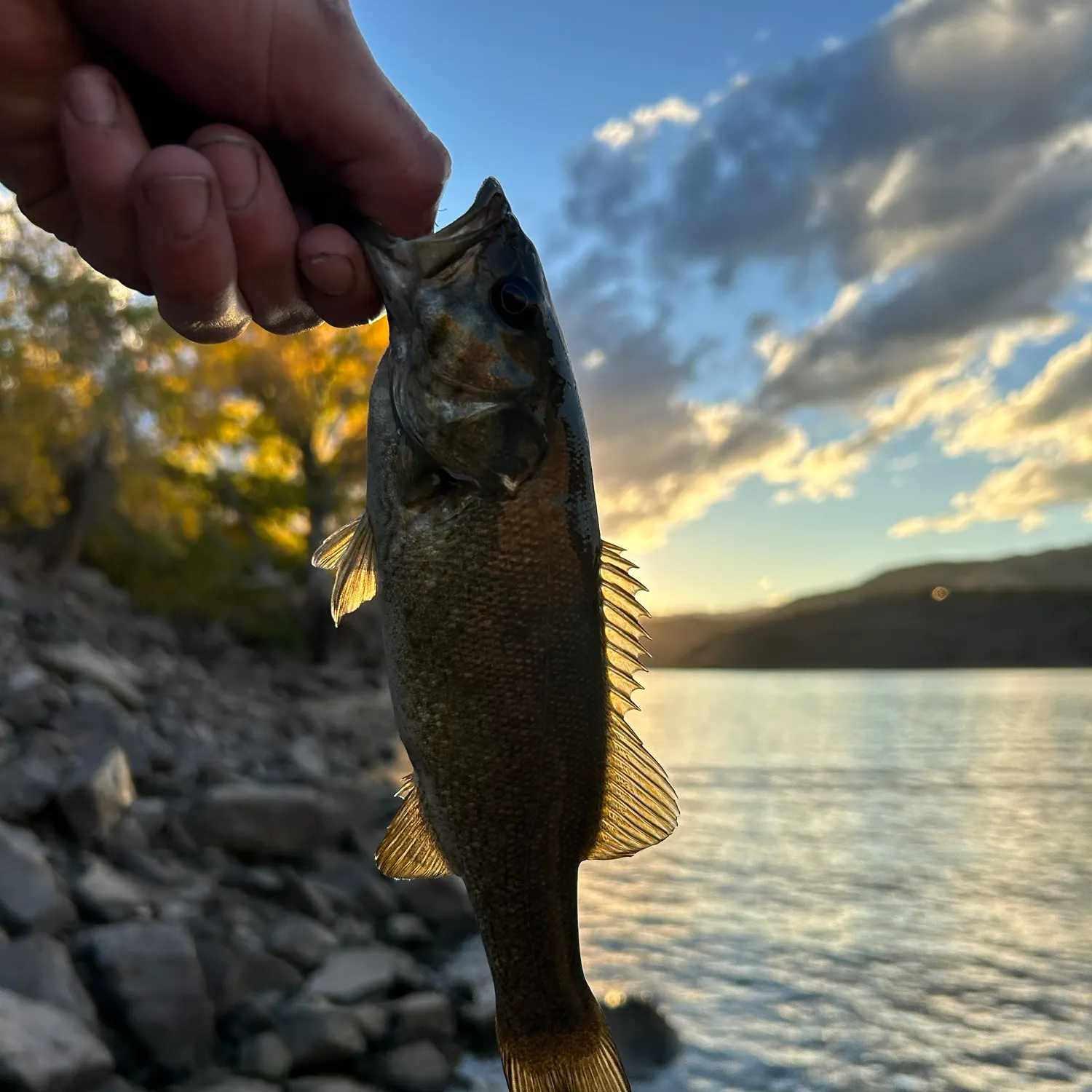Smallmouth bass caught on Fishbrain