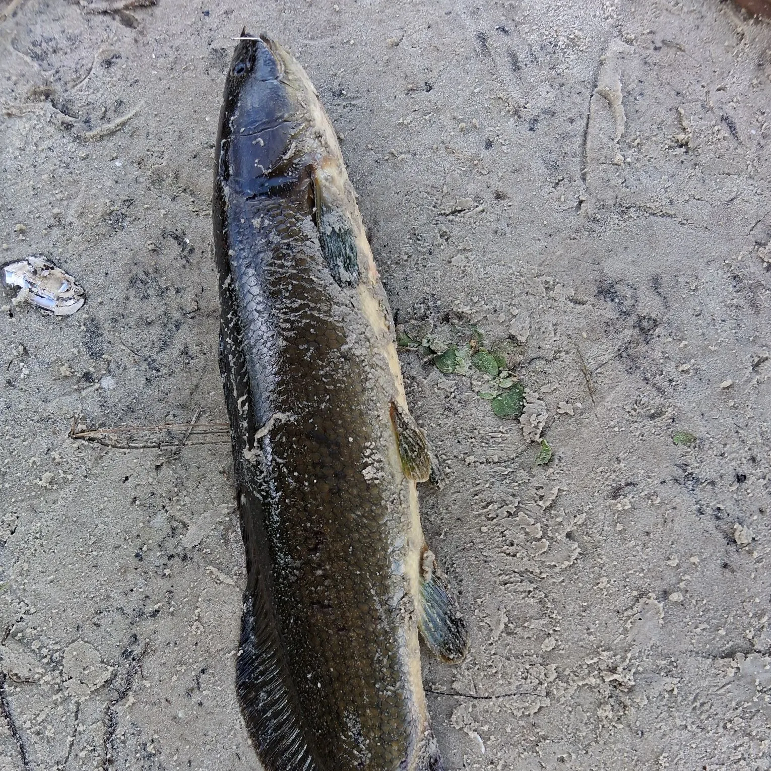The most recent Eyetail bowfin catches on Fishbrain