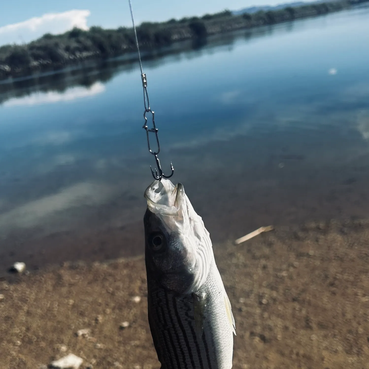 Striped bass caught on Fishbrain