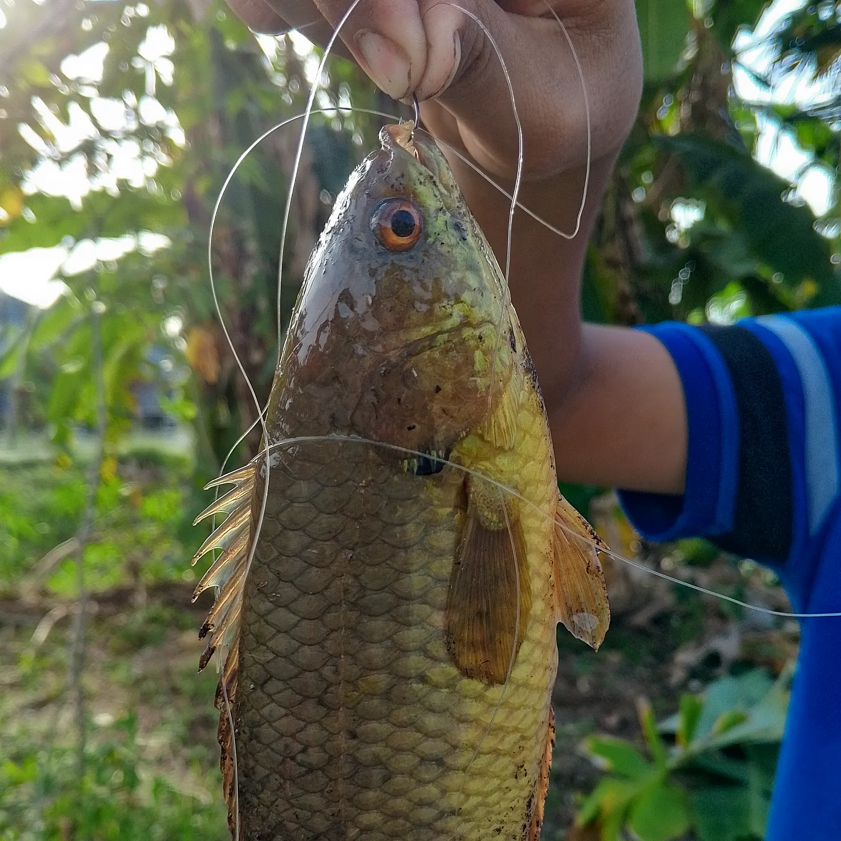 The most recent Climbing perch catches on Fishbrain