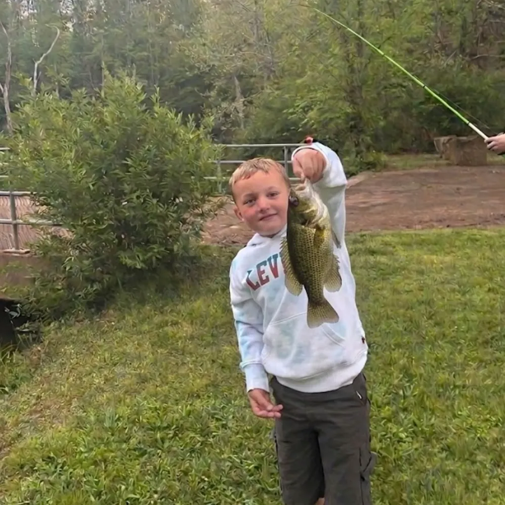 Rock bass caught on Fishbrain
