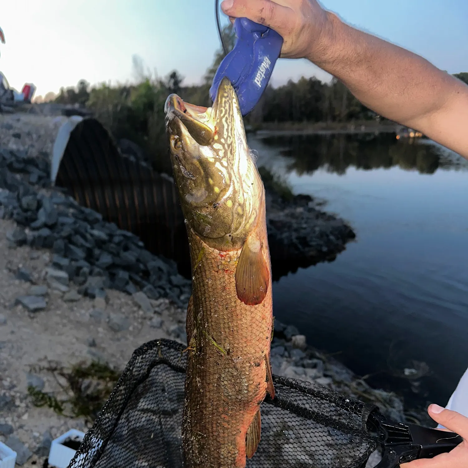 catch