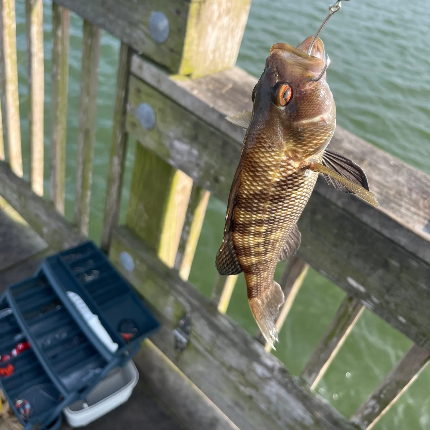 The most recent Black sea bass catches on Fishbrain