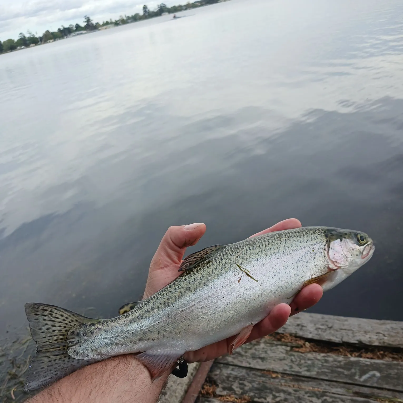 Rainbow trout caught on Fishbrain