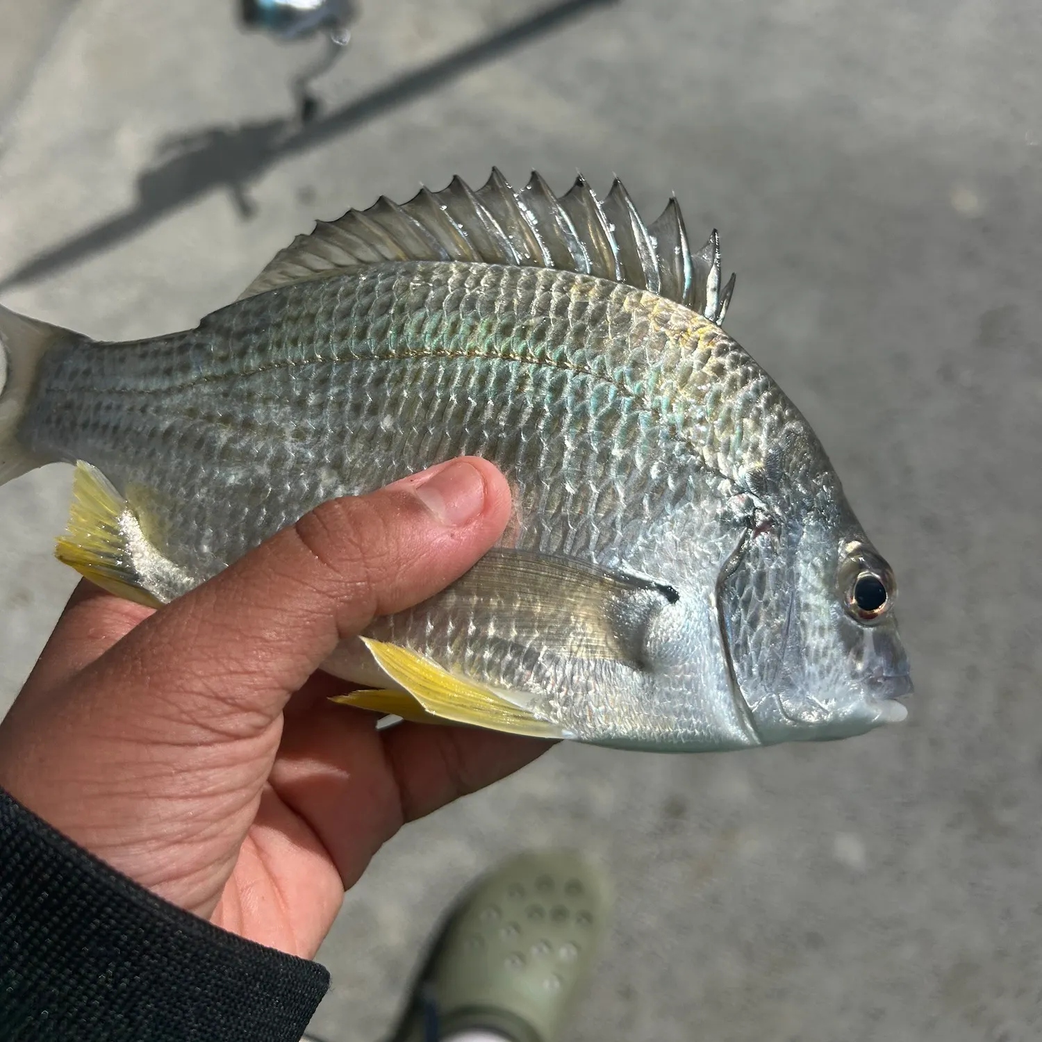 The most recent Surf bream catches on Fishbrain