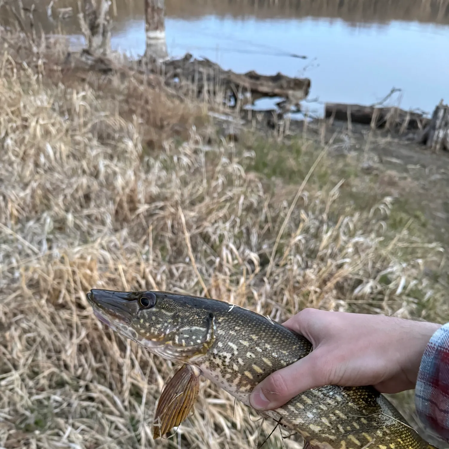 Northern pike caught on Fishbrain