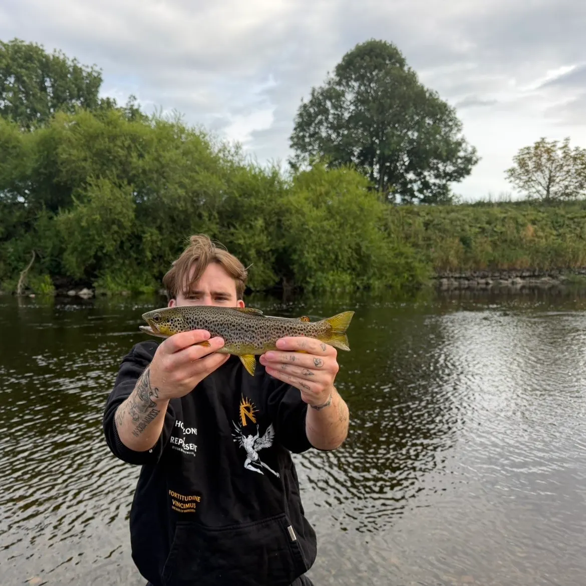 Brown trout caught on Fishbrain