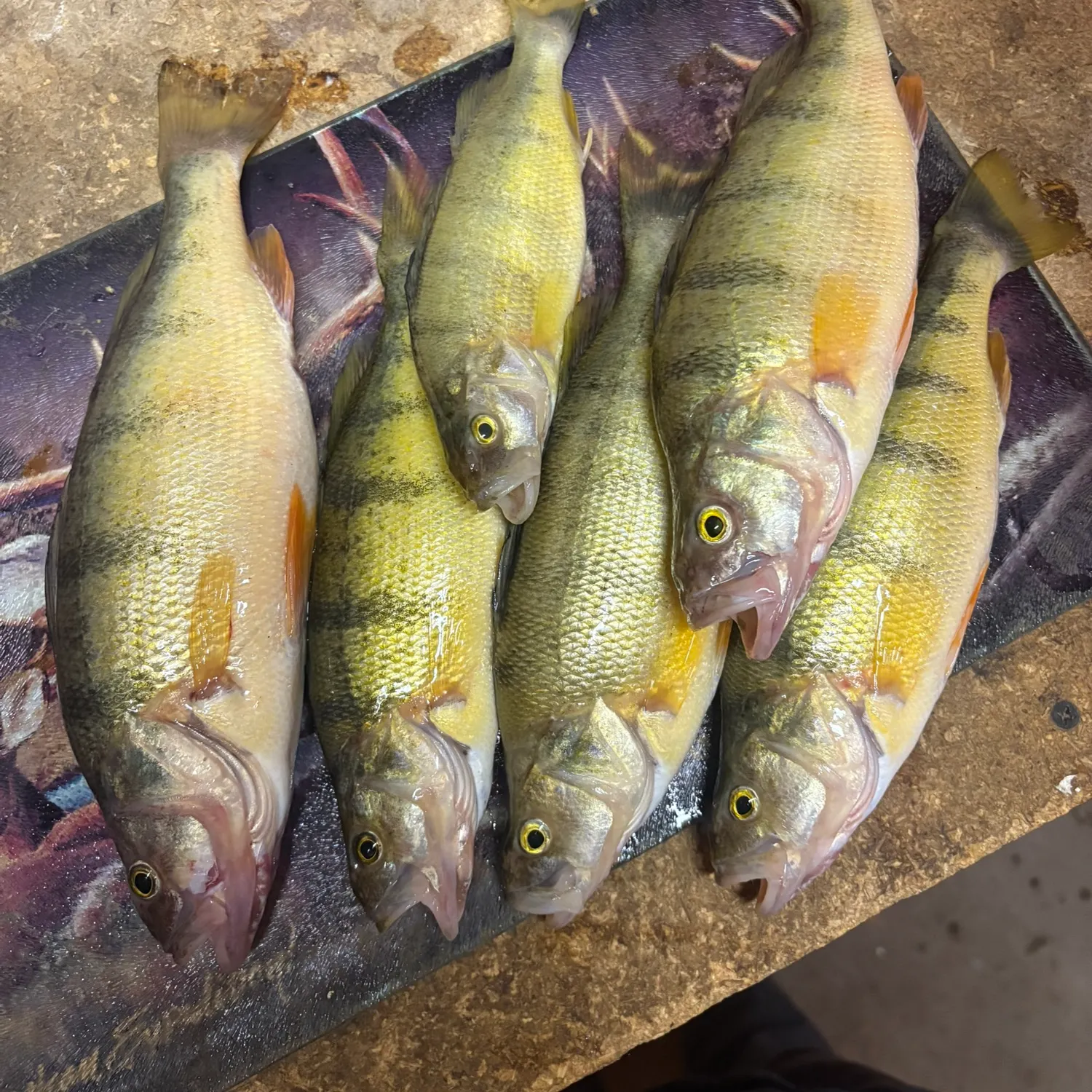 recently logged catches