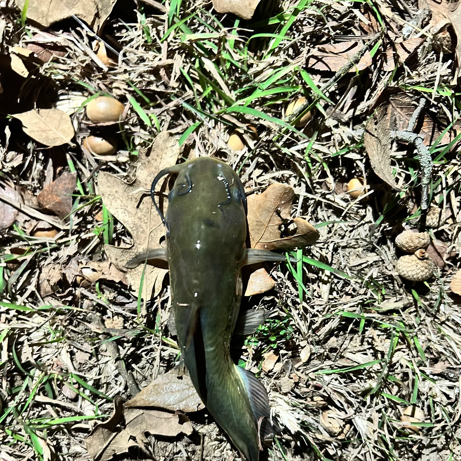 The most recent Black bullhead catches on Fishbrain