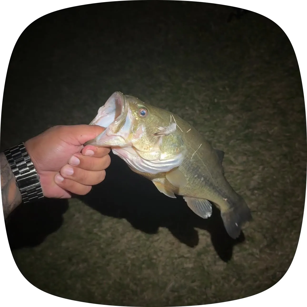 Largemouth bass caught on Fishbrain