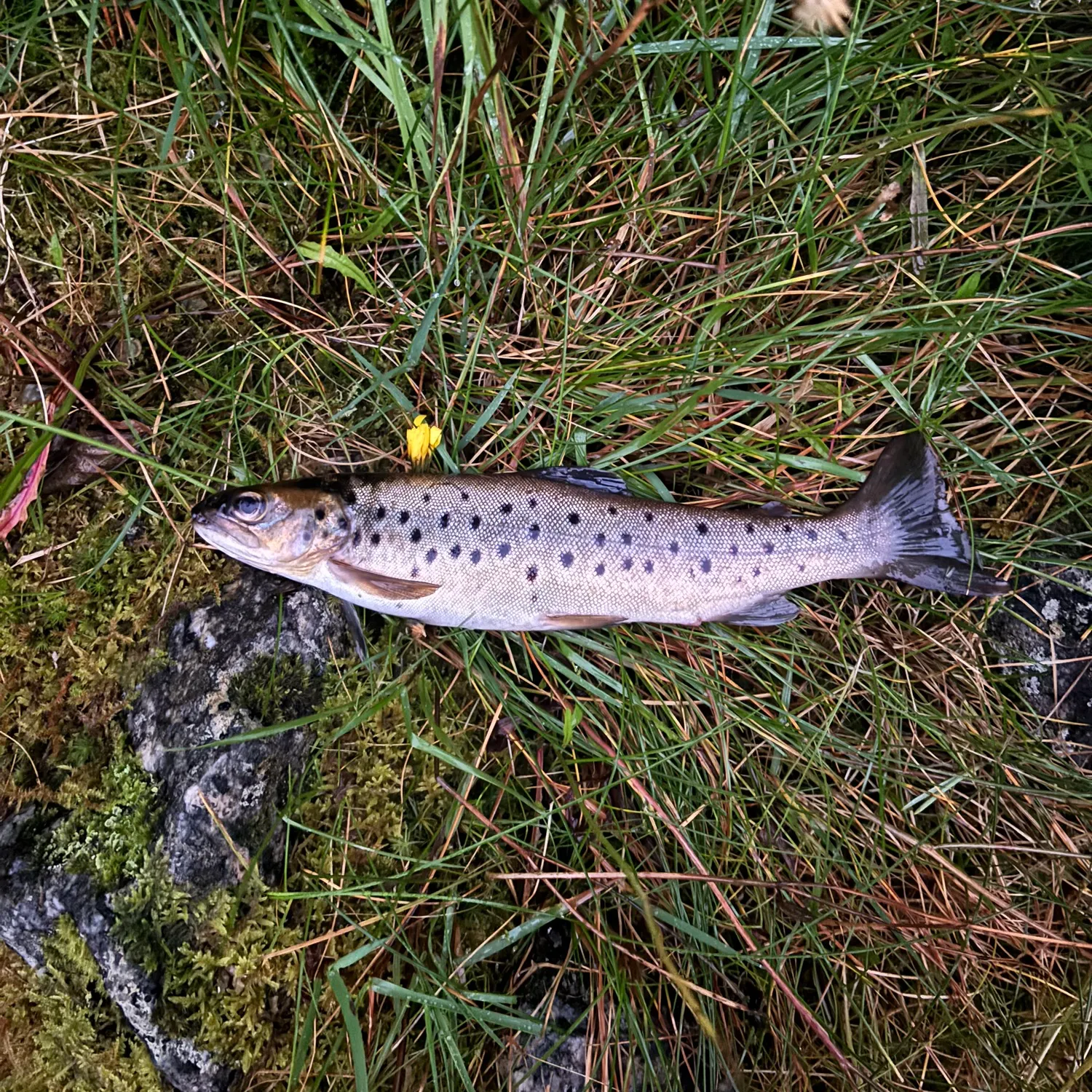 Brown trout caught on Fishbrain
