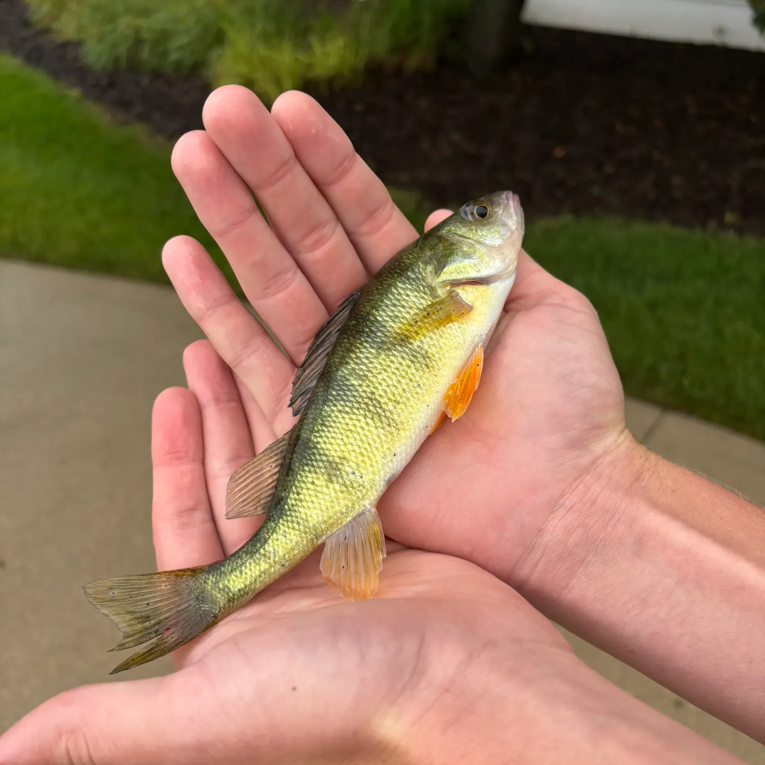 Yellow perch caught on Fishbrain