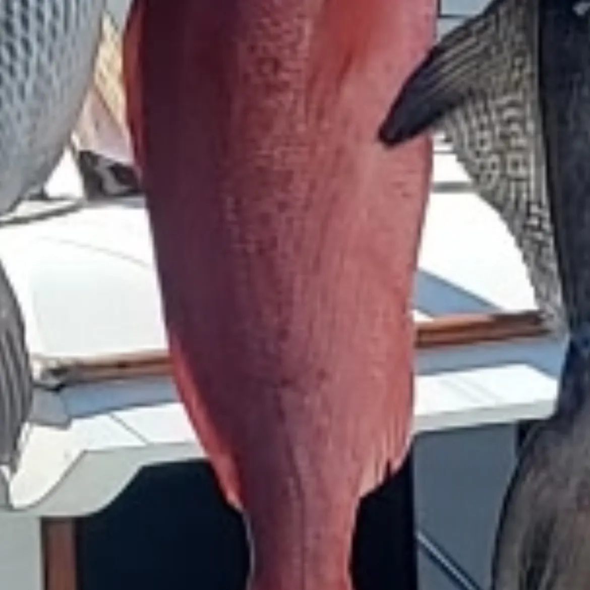 The most recent Vermilion snapper catches on Fishbrain