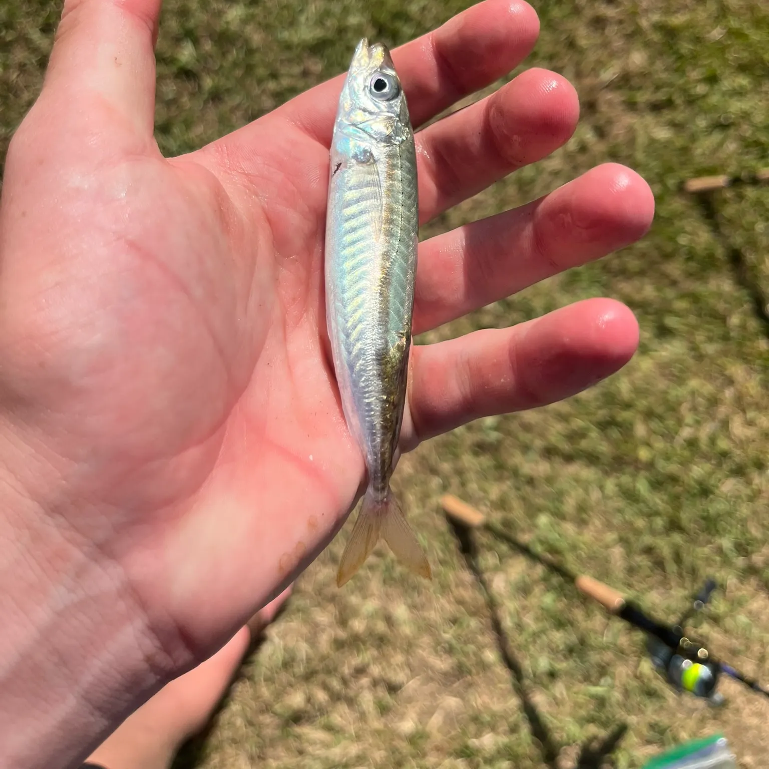 The most recent Round Scad catches on Fishbrain