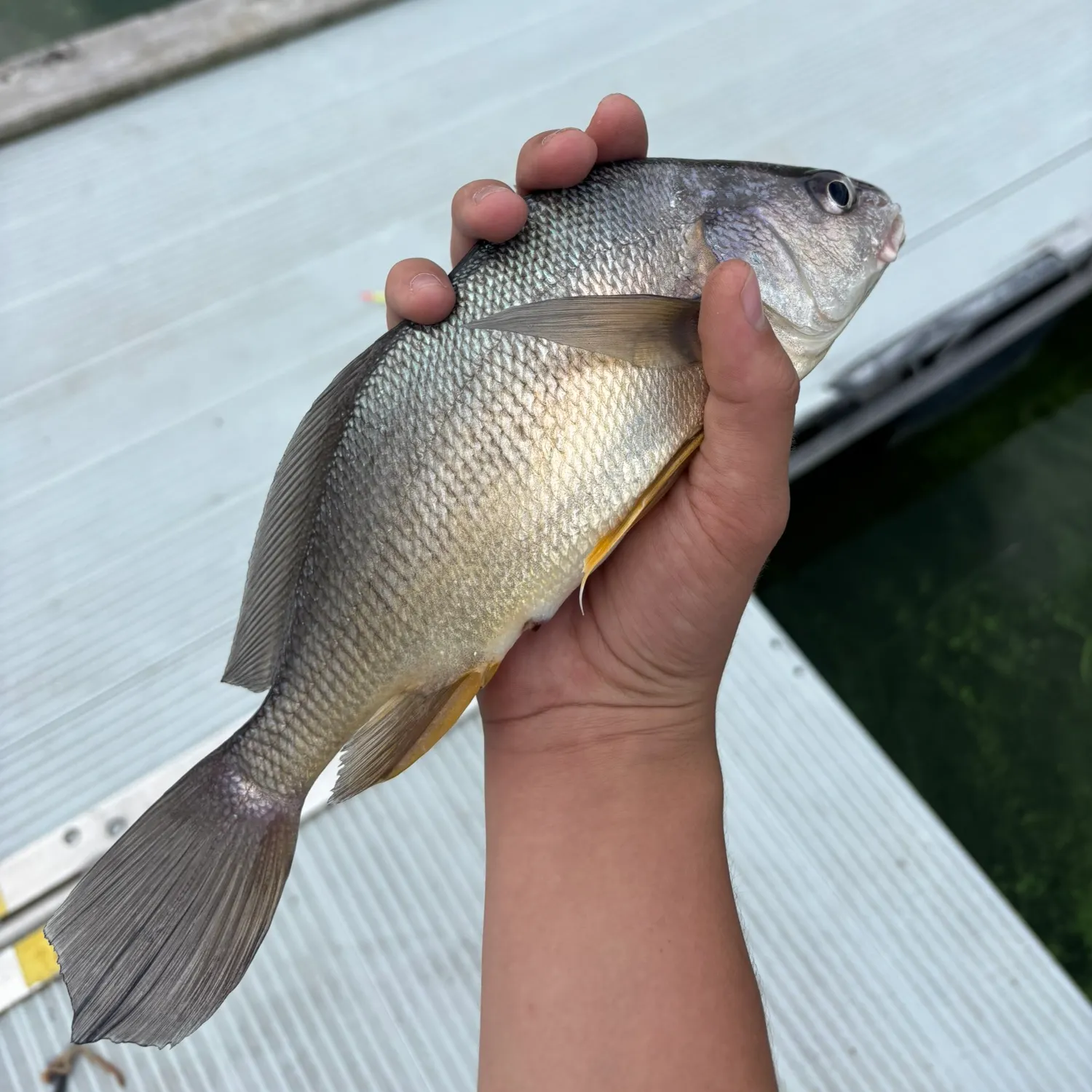 Freshwater drum caught on Fishbrain