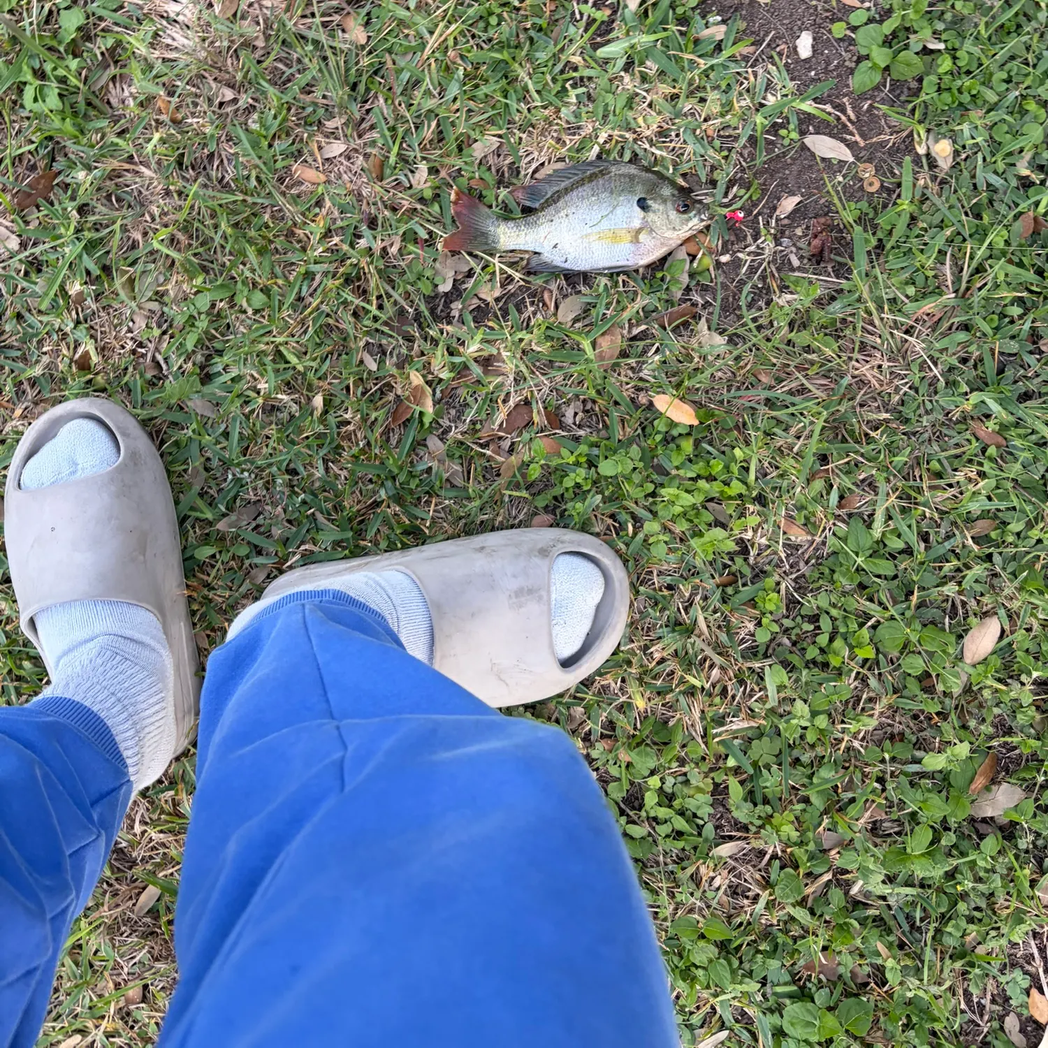 Redspotted sunfish caught on Fishbrain