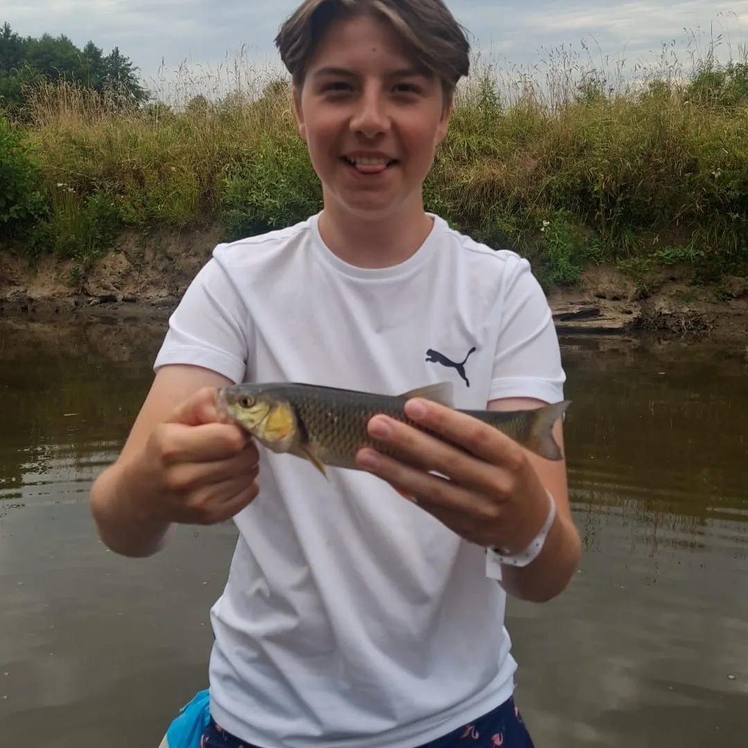 European chub caught on Fishbrain