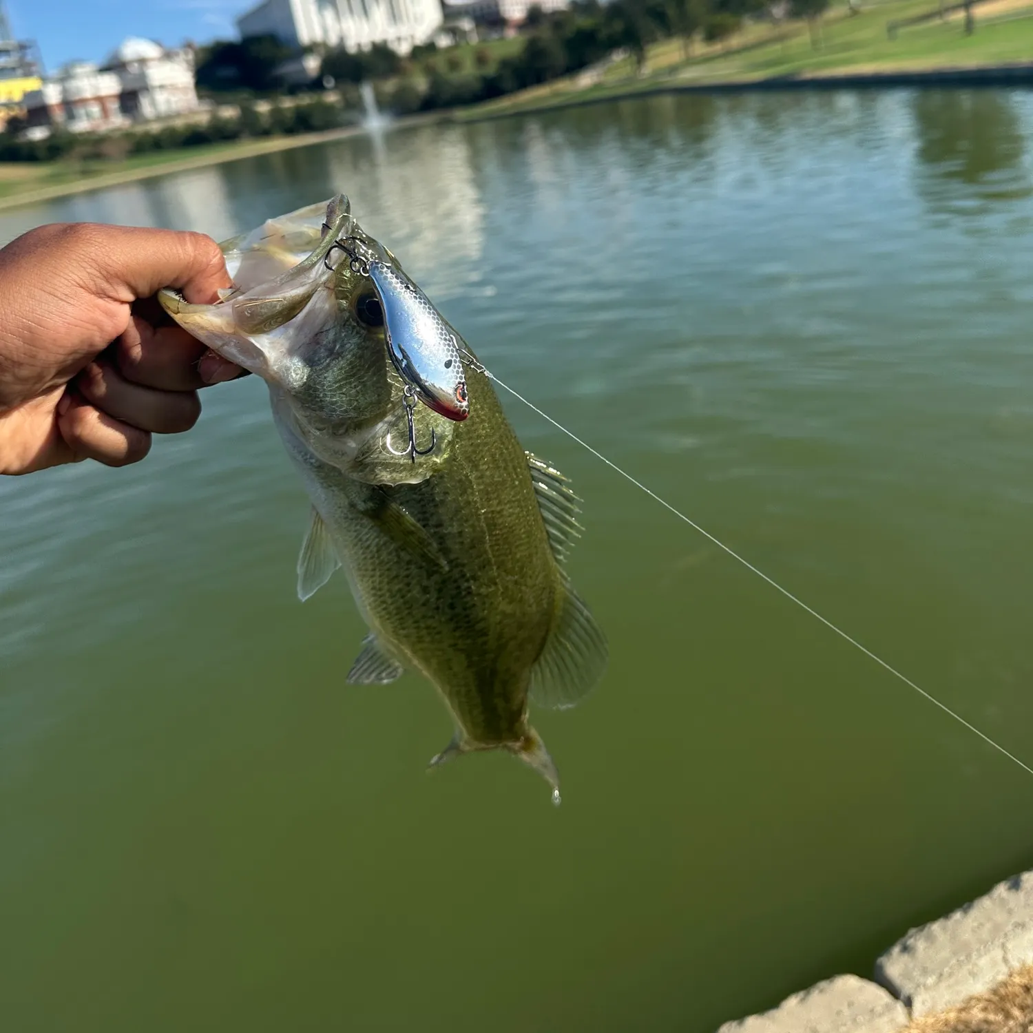 Largemouth bass caught on Fishbrain