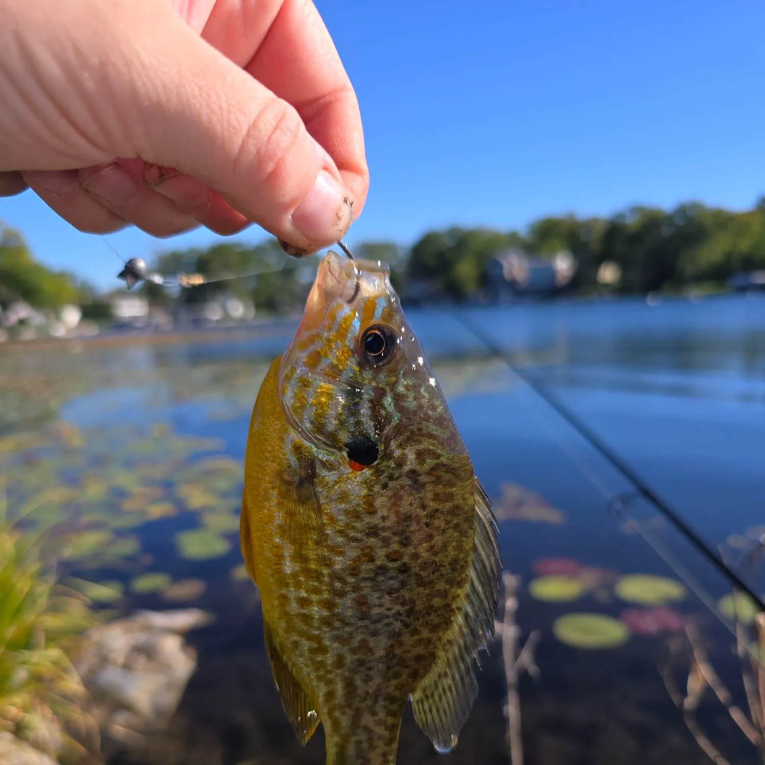 Pumpkinseed caught on Fishbrain
