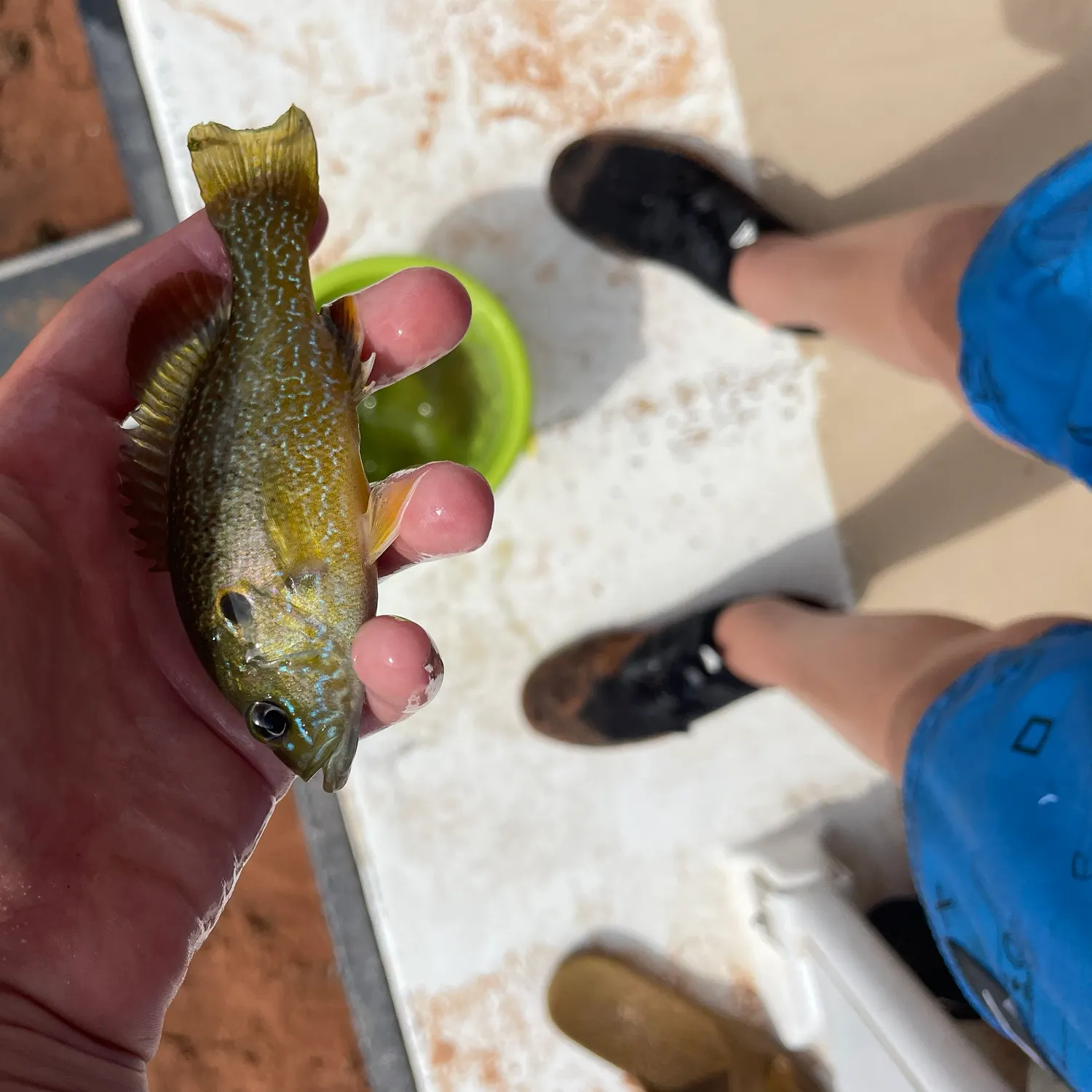 Green sunfish caught on Fishbrain