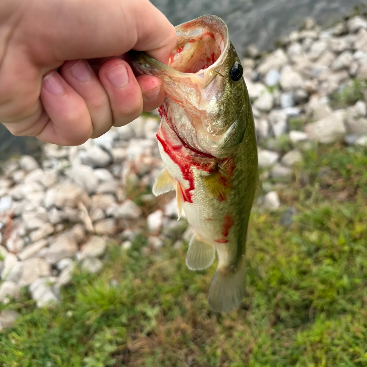 Largemouth bass caught on Fishbrain