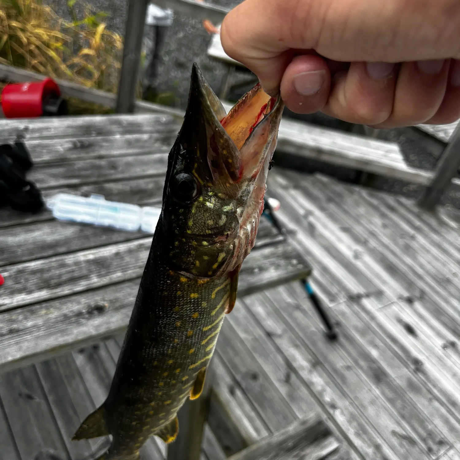 catch